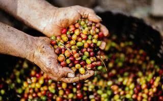 Building a Gender-Inclusive Coffee and Cacao Industry: Challenges and Solutions